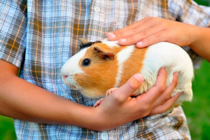 Jak zachować i dbać o świnie morskie w domu? Jak zachować i dbać o świnie morskie w domu?